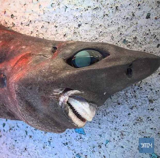 Таинственная “кошмарная акула”, поймана в Австралии