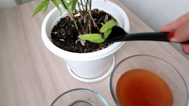 Активизируйте рост и цветение своих комнатных растений бесплатным удобрением