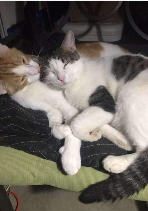 коты спят