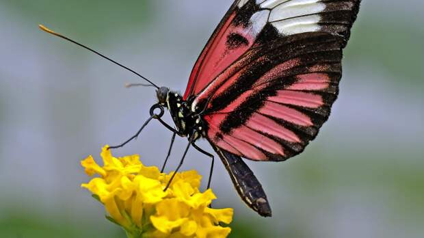 Чем интересна концепция «эффект бабочки», ее значение в жизни человека, где применяется, примеры