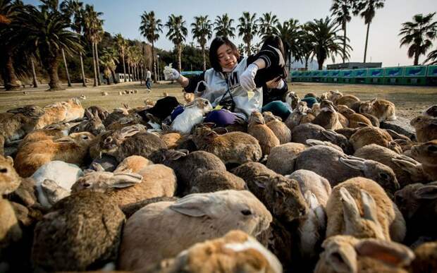 Недостатки существования множества кроликов в Австралии