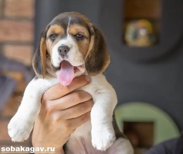 Бигль собака. Описание, особенности, уход и цена бигля