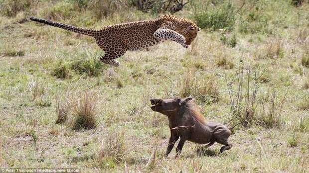Танец смерти битва животных, бородавочник, заповедник, кения, леопард, масаи-мара, самка, схватка