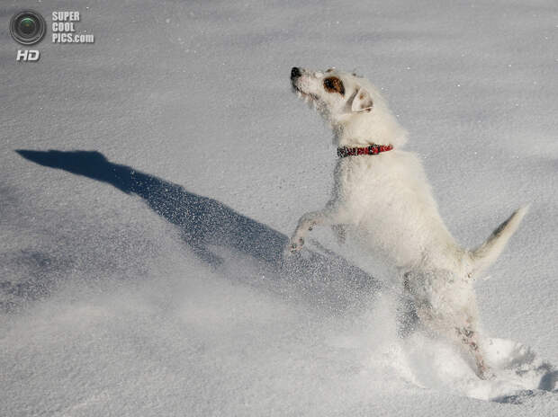 Снег — собачье счастье. (SuSi MarX)