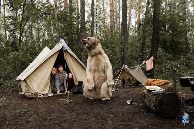 Like in a fairy tale. pictures of Russian family playing with a bear 01