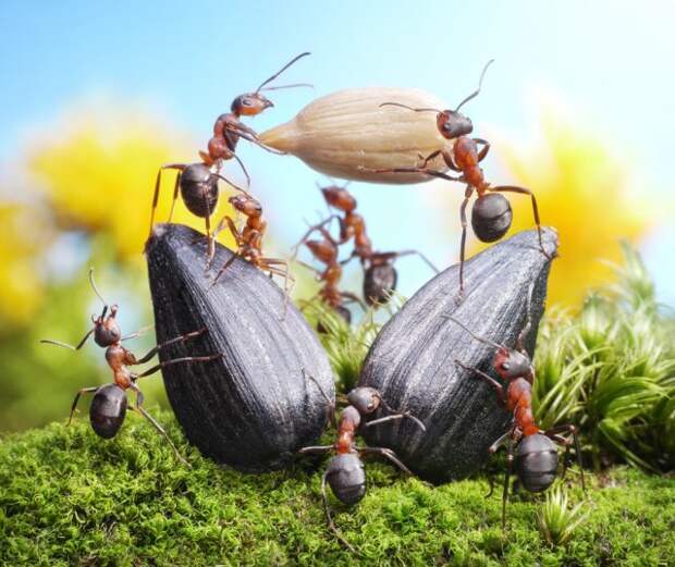 муравьи перетаскивают семпена