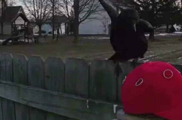 Житель США научил стаю ворон нападать на сторонников Трампа