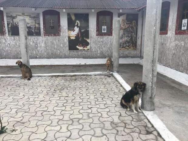 Собаки возле столбов Собачки сидят