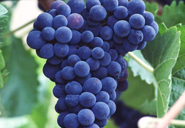 NewPix.ru - Вкусный и полезный виноград