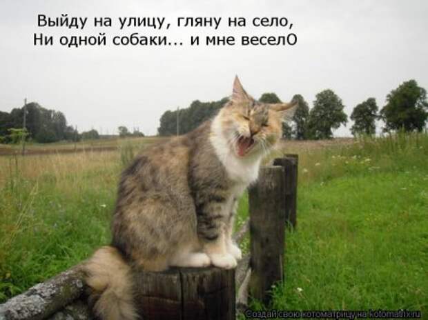 Котоматрицы....самые прикольные