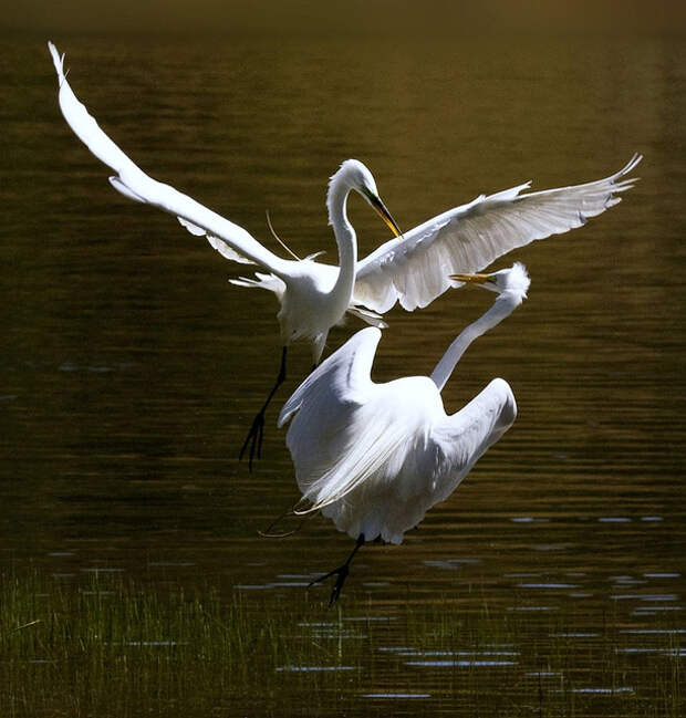 Птица не умеет танцевать. Брачный танец журавлей. Брачный танец журавлей. Андийский фламинго. Танцующие птицы.