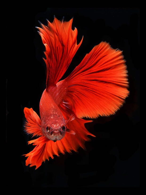 The Elegant And Fantastic Poses Of Aquarium Fish Captured By A Thai Photographer