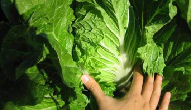 Осторожно, контрафакт! Список самых опасных продуктов из Китая, которые каждый из нас не глядя покупает в магазине