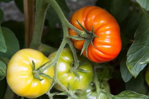 Секреты выращивания томатов от известного башкирского огородника - фото