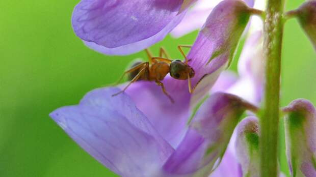 Почему у муравьёв есть королева: объяснение для детей и советы родителям