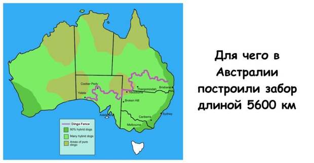 Для чего в Австралии построили забор длиной 5600 км
