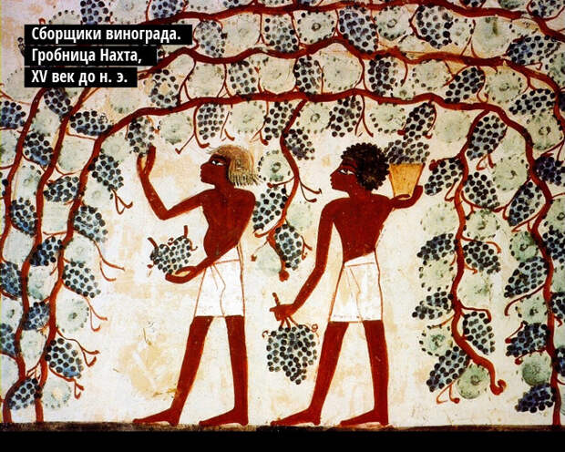 Cборщики винограда. Гробница Нахта, XV век до н. э.