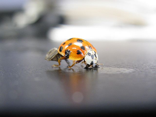 Насекомые на водопое