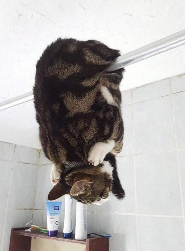 Котики, которые сломались и требуют перезагрузки