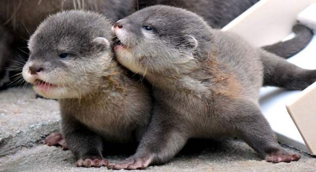 zoo_baby_otters1-934x