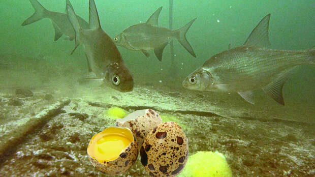 Реакция рыбы на ПЕРЕПЕЛИНЫЕ ЯЙЦА!!! Подводная съемка