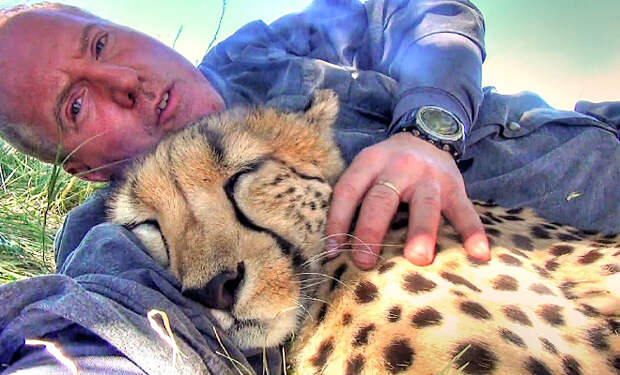 Фотограф прилег отдохнуть в заповеднике, а когда открыл глаза рядом устроился спать гепард