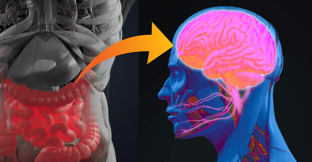 Как кишечник влияет на ваше психическое здоровье?