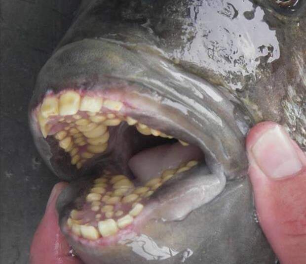 Рыбу с человеческими зубами поймали у побережья США. Но что же это такое? в мире, зубы, природа, рыба