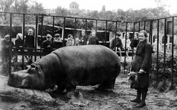Вольер с бегемотом в Ленинградском зоопарке во время Блокады
