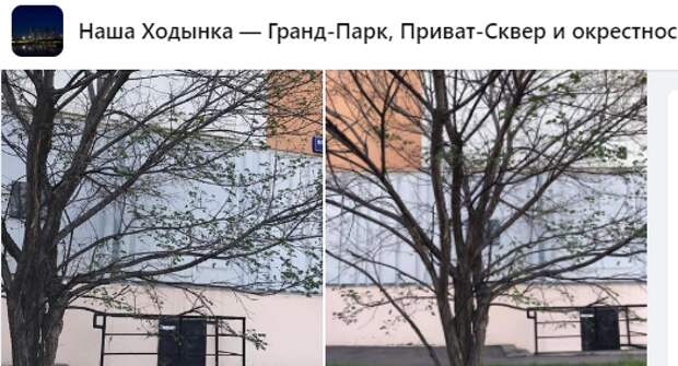 В Хорошевке спилили сломанные ветки — управа
