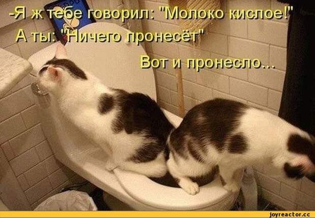 песочница,котики,котэ,прикольные картинки с кошками,унитаз,срачка,молоко,котоматрица