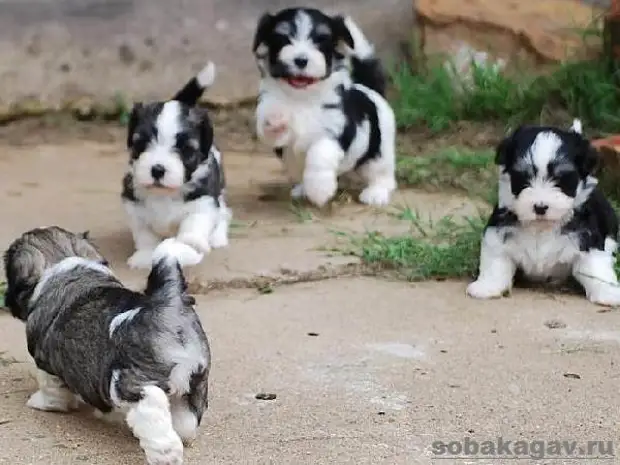 Гаванский бишон собака. Описание, особенности, уход и цена гаванского бишона