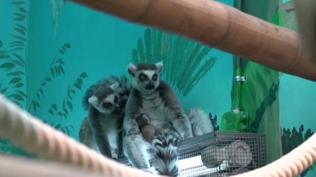 Два детеныша кошачьих лемуров родились в Московском зоопарке