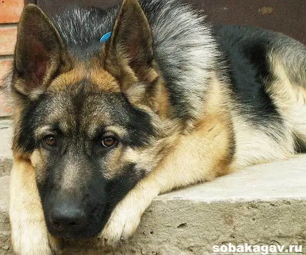 Немецкая овчарка собака. Описание, особенности, уход и цена немецкой овчарки