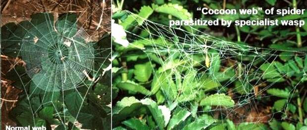 Найдите десять отличий! Слева паутина, сплетенная «обычным» пауком Plesiometa argyra, а справа его зараженным паразитом собратом. На правом фото хорошо заметен, свисающий из центра паутины кокон. Источник фото – Eberhard, 2001 (http://slideplayer.com/slide/6625943)