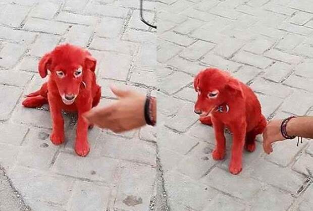 Питомец был раскрашен под гигантского пса Клиффорда