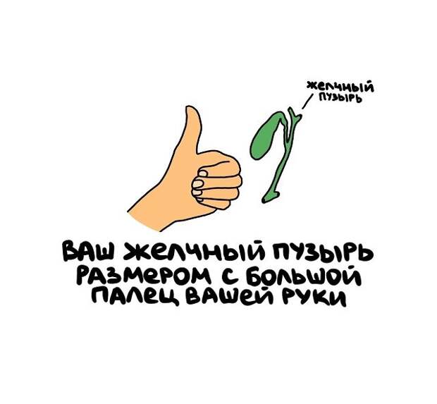 Интересные, но короткие факты на все случаи жизни