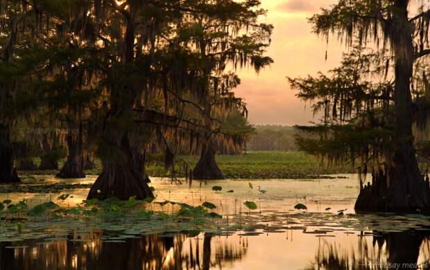 Фантастические кипарисы озера Каддо (Caddo lake), США