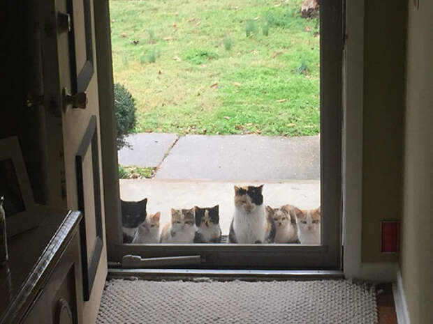 Без кота и жизнь не та