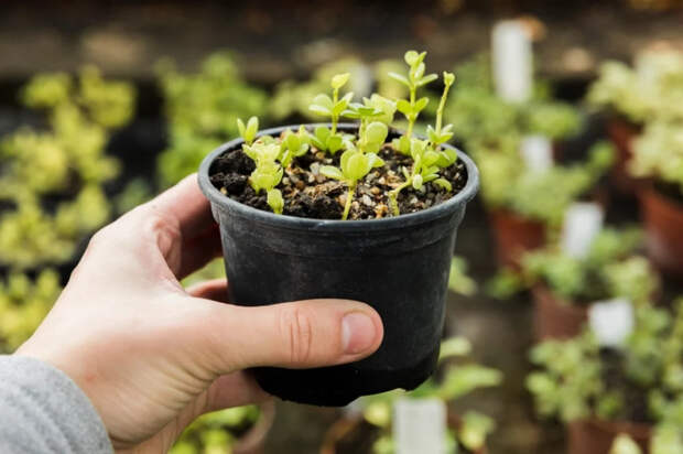 Почему рассада на подоконнике тормозит в росте — главная ошибка весны