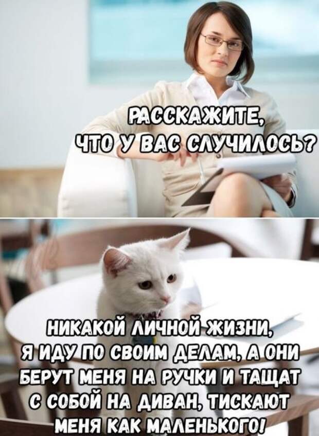 Кошачьи проблемы
