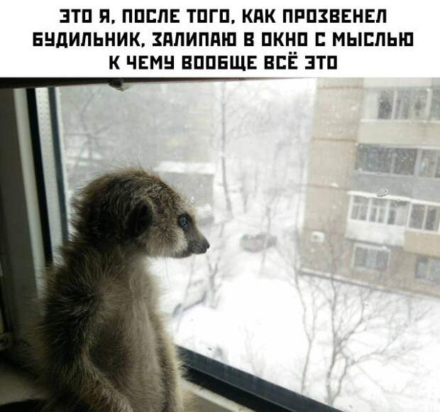 Прикольные картинки Прикольные картинки