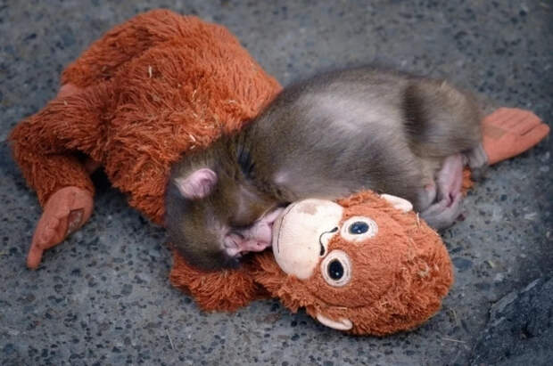 Московский зоопарк отправил макаке Панчу подарок от морского зайца