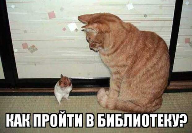 Позитивные и веселые котики с кошечками (12 фото)