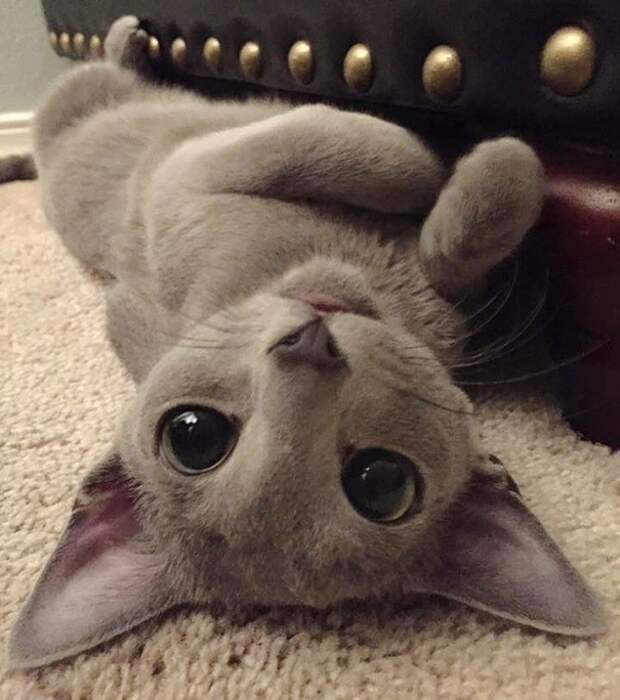 20 прелестных котят, которыми можно умиляться бесконечно милые котята, самые очаровательные котята