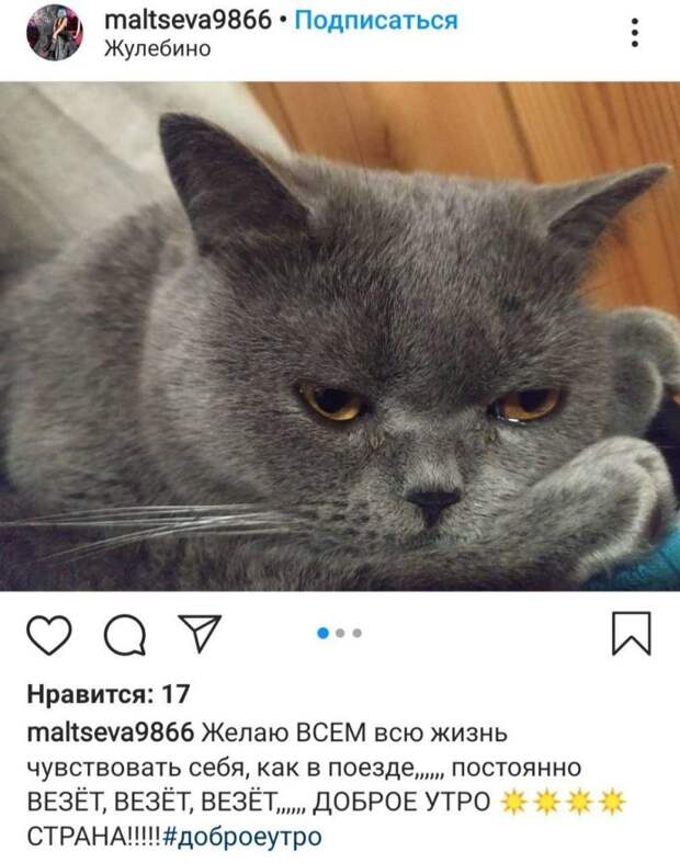 Фото дня: грустный котик из Выхина-Жулебина