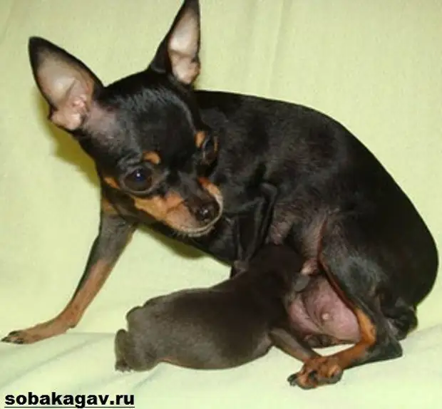 Той терьер собака. Описание, особенности, уход и цена той терьера