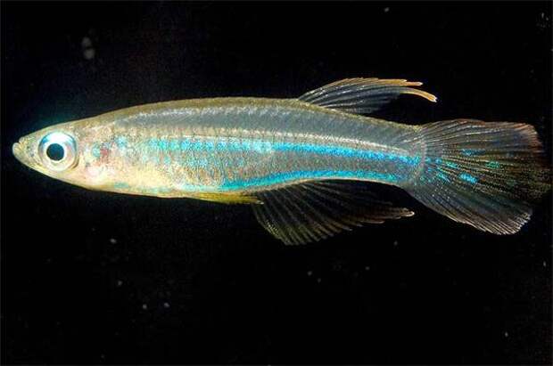 Неоновые аплохейлихтисы (Aplocheilichthys macrophthalmus), фото картинка