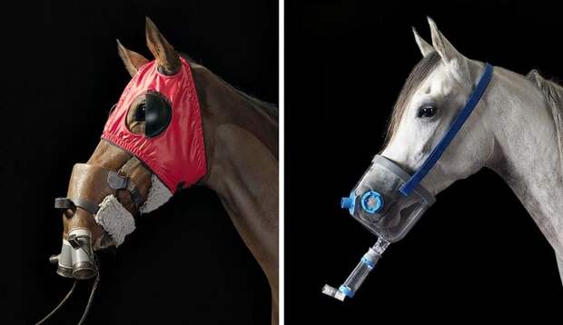 Фотопроект Equus: Красота Лошади
