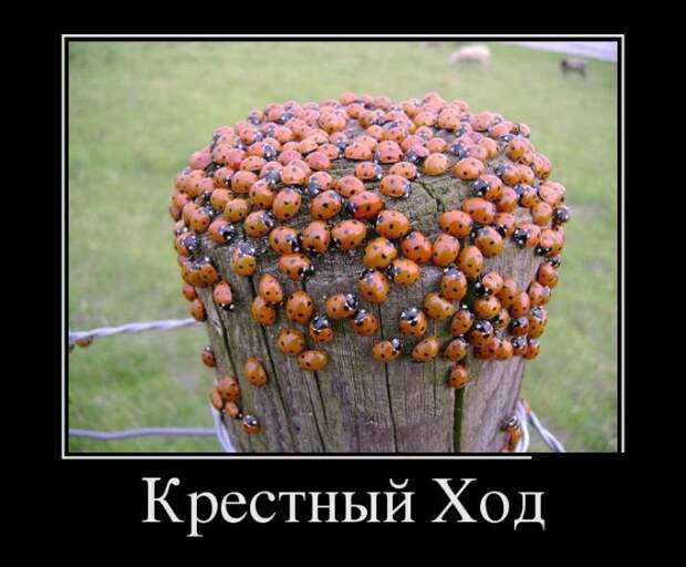 Демотиваторы (30 фото)